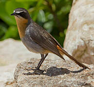 Cape Robin-Chat