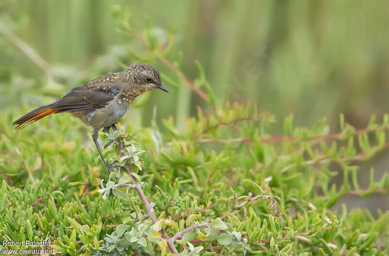 Cape Robin-Chatjuvenile, identification