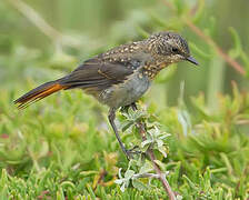 Cape Robin-Chat