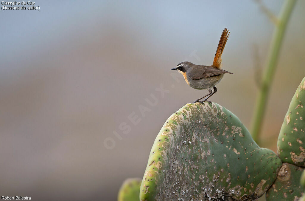 Cape Robin-Chat