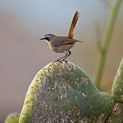 Cape Robin-Chat