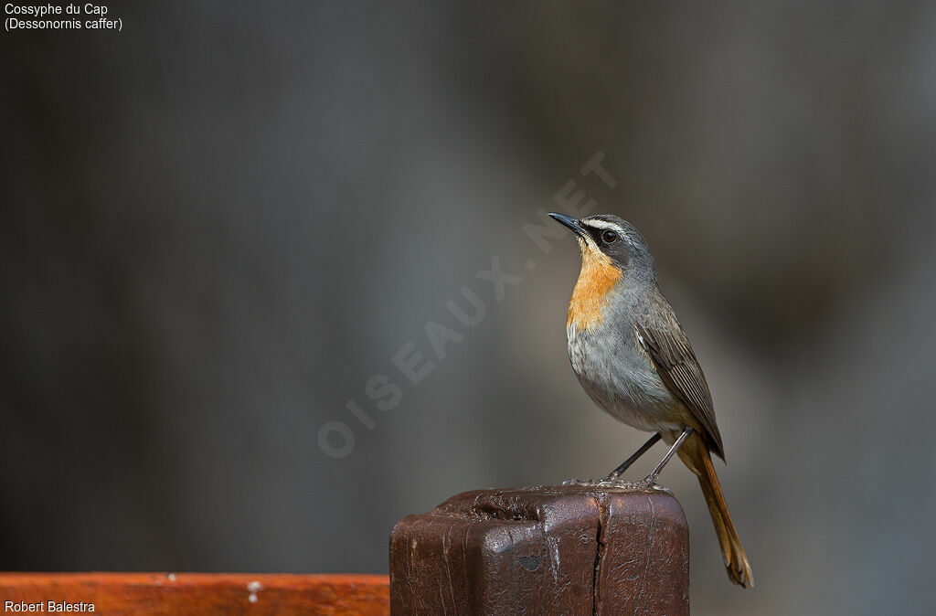 Cape Robin-Chat