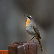 Cape Robin-Chat