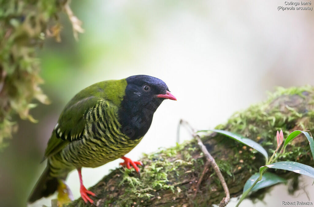 Cotinga barré