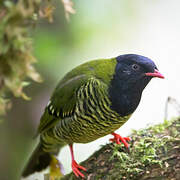 Cotinga barré