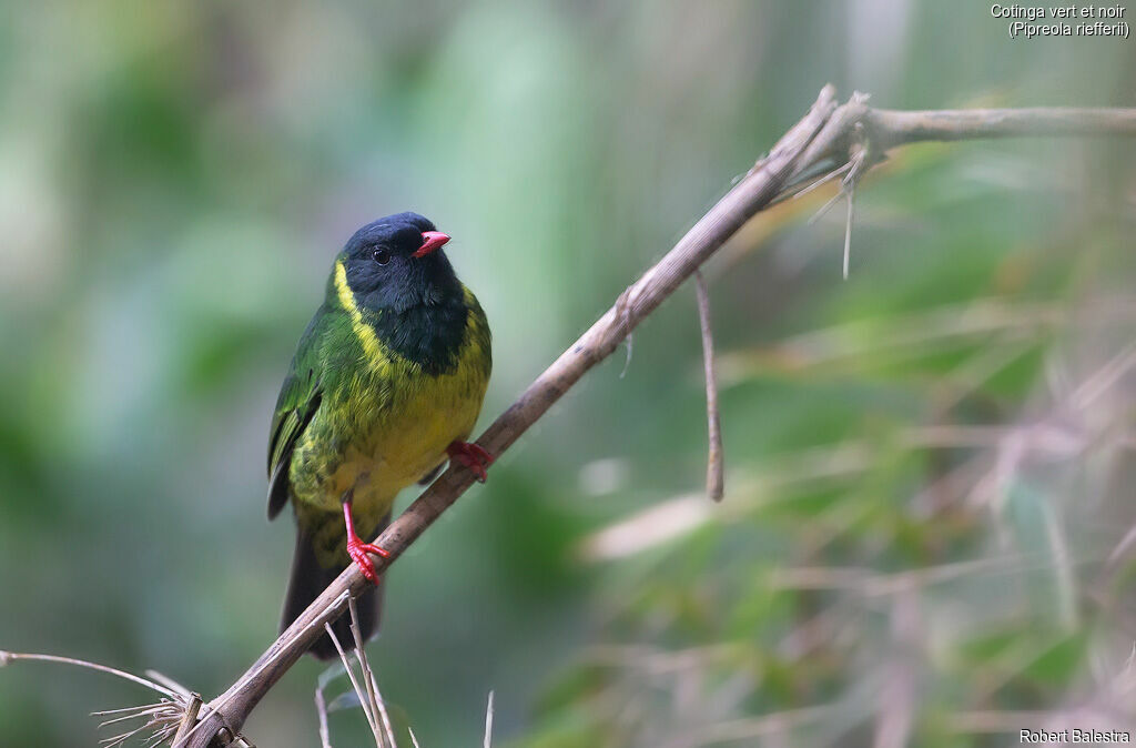 Cotinga vert et noir