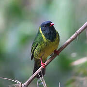 Cotinga vert et noir