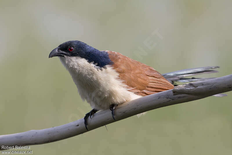 Blue-headed Coucaladult, identification