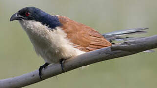 Blue-headed Coucal