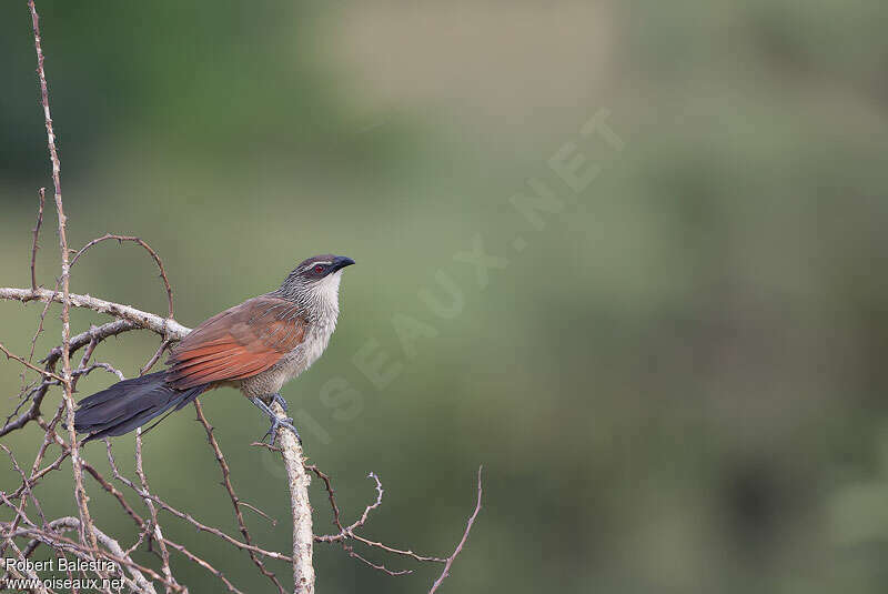 Coucal à sourcils blancsadulte, identification