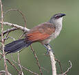 Coucal à sourcils blancs