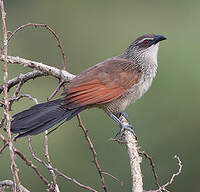 Coucal à sourcils blancs