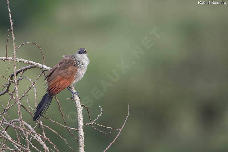 Coucal à sourcils blancs