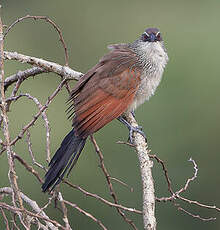 Coucal à sourcils blancs