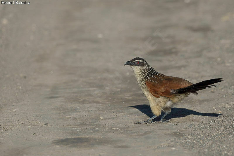 Coucal à sourcils blancs