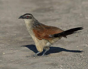 Coucal à sourcils blancs