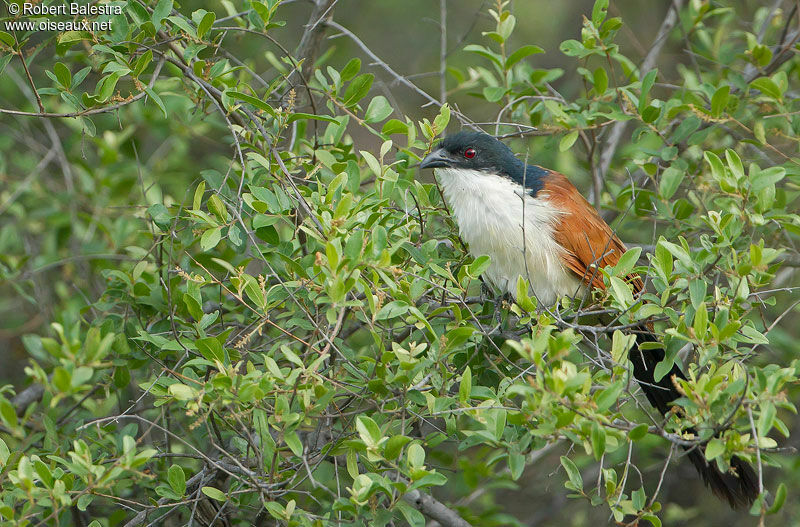 Coucal de Burchelladulte