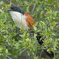 Coucal de Burchell