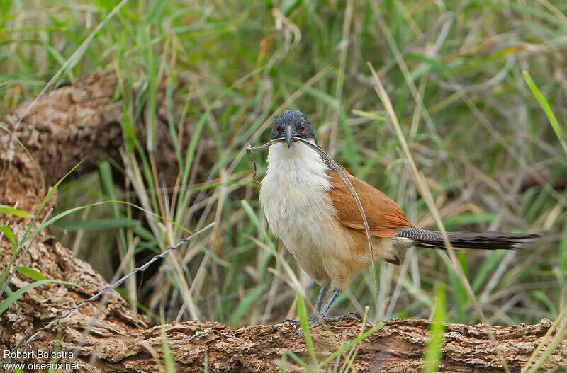 Burchell's Coucal, identification
