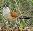 Coucal de Burchell