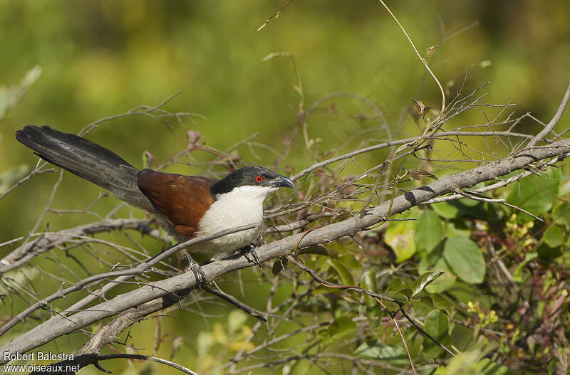 Senegal Coucaladult, habitat, pigmentation, Behaviour