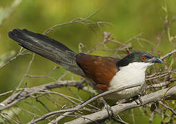 Coucal du Sénégal