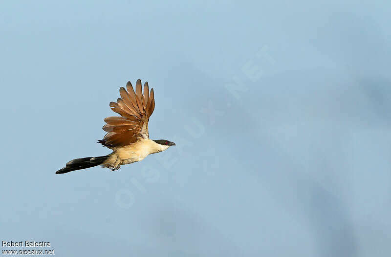 Coucal du Sénégaladulte, Vol