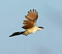 Coucal du Sénégal