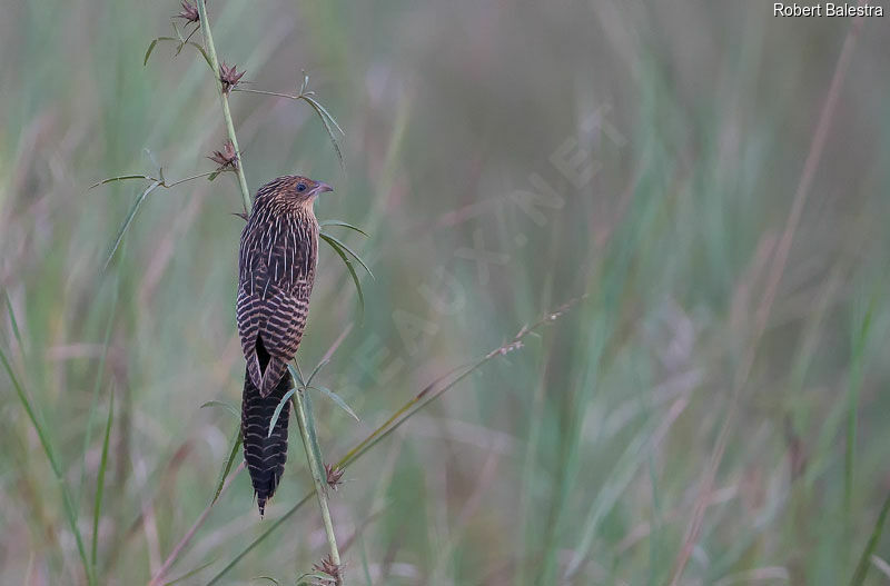 Coucal noirjuvénile