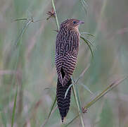 Black Coucal