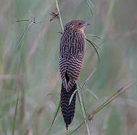 Coucal noir