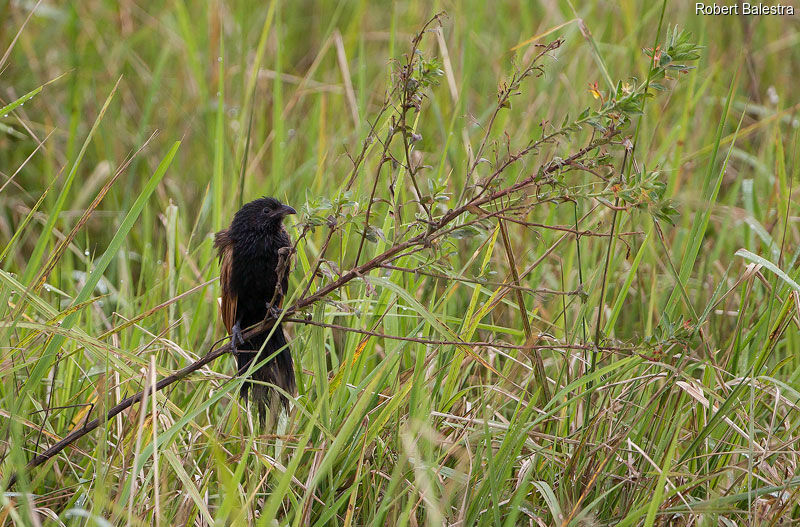 Coucal noir