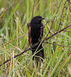 Coucal noir