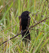 Coucal noir