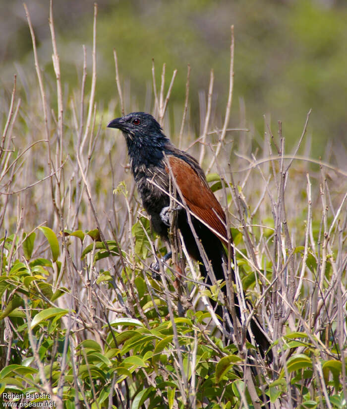 Malagasy Coucal, identification