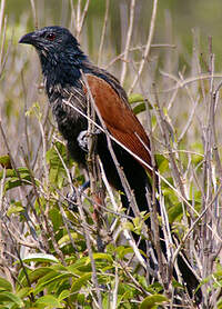 Coucal toulou