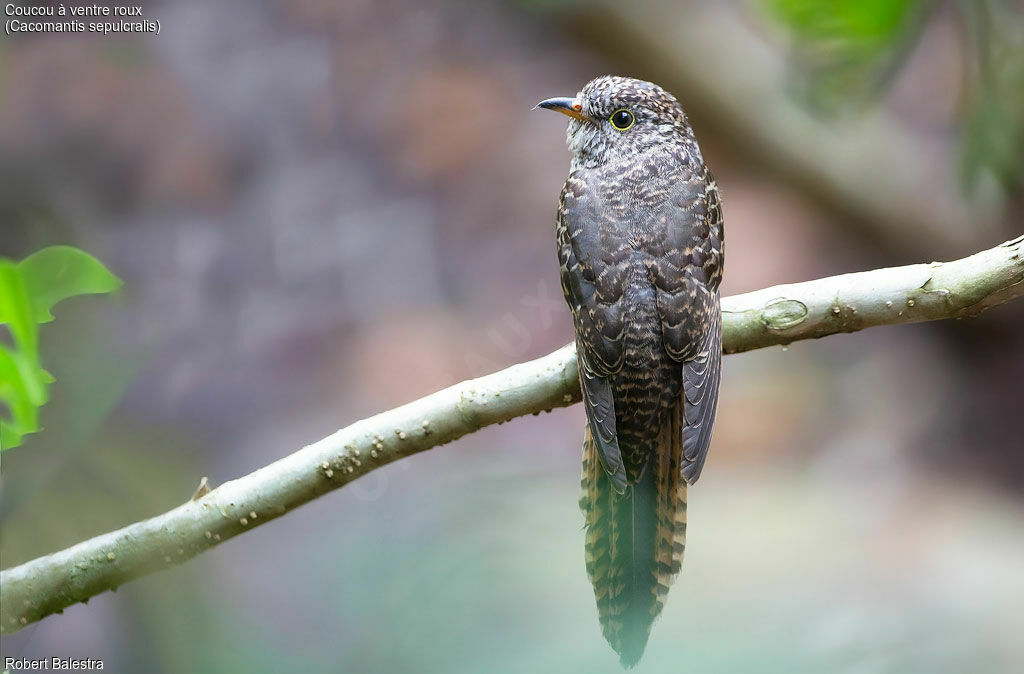 Rusty-breasted Cuckoo