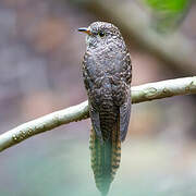 Rusty-breasted Cuckoo