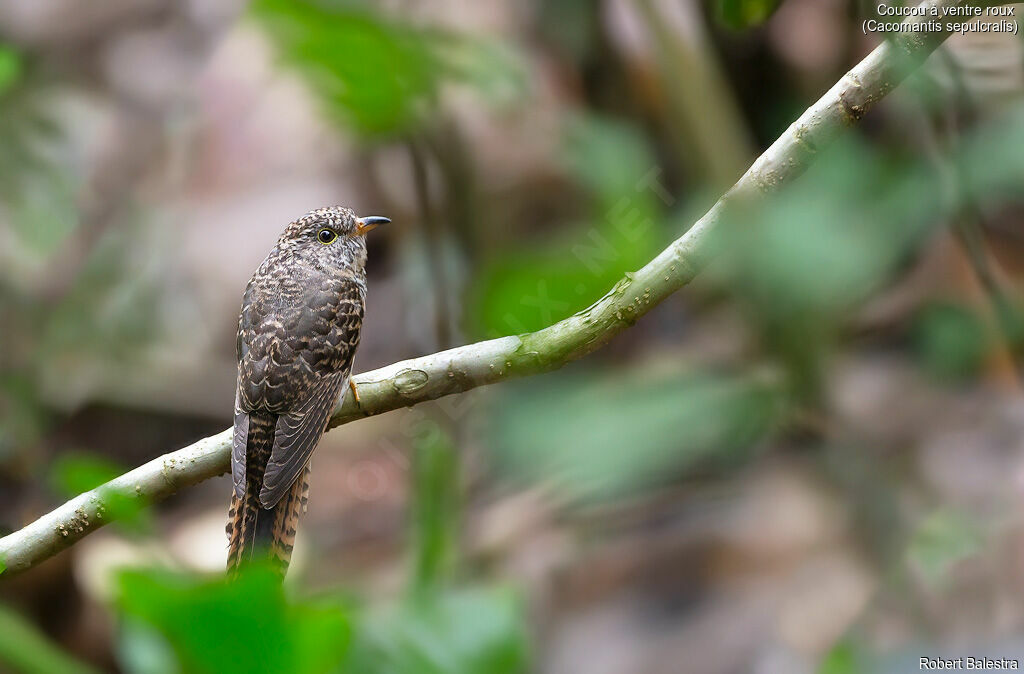 Rusty-breasted Cuckoo