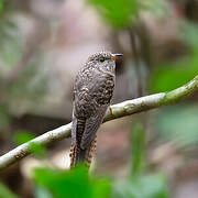 Rusty-breasted Cuckoo