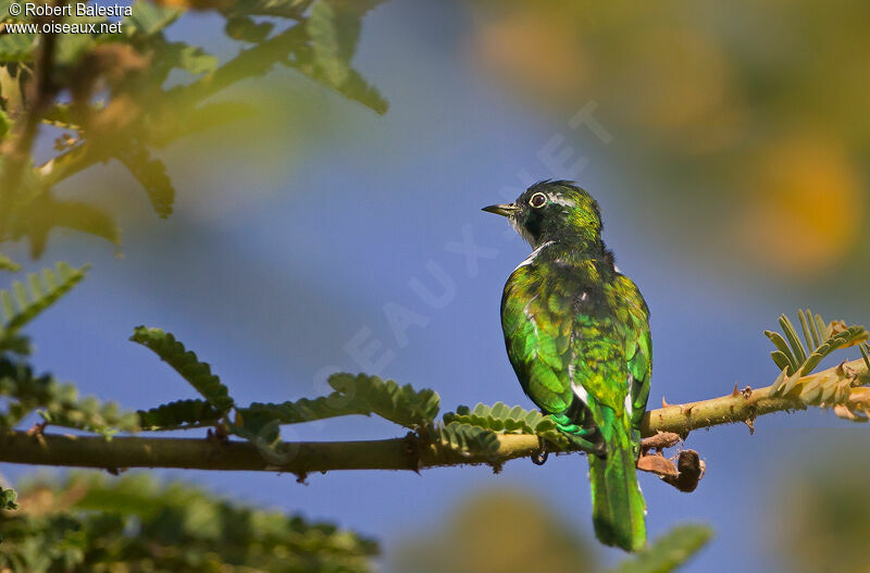 Klaas's Cuckoo male