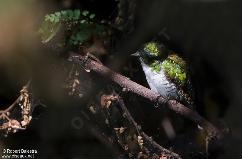 Klaas's Cuckoo