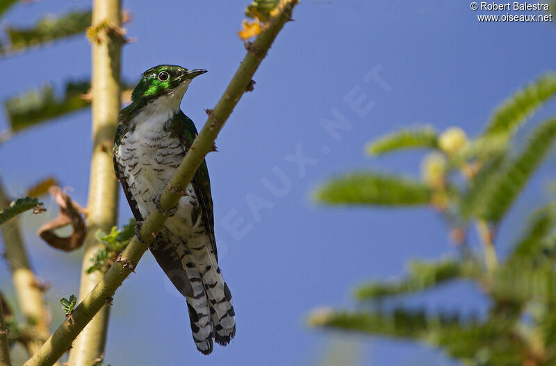 Klaas's Cuckoo