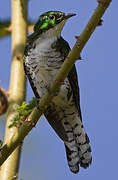 Klaas's Cuckoo