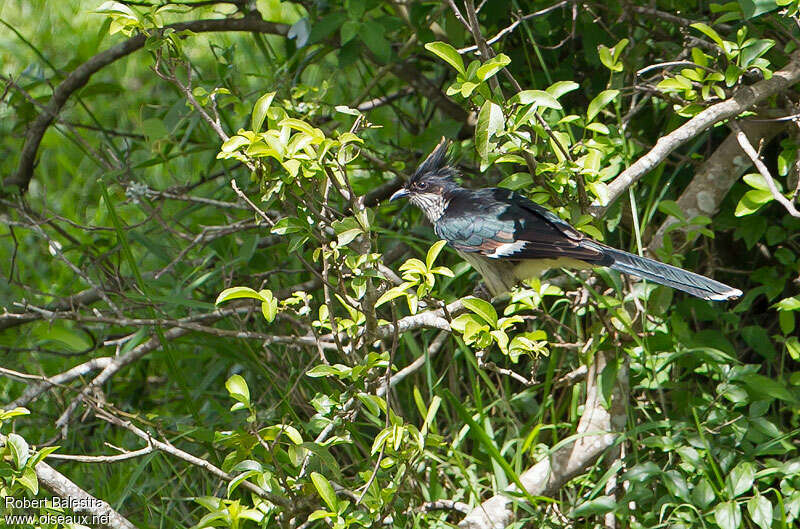 Levaillant's Cuckooadult