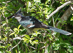 Levaillant's Cuckoo