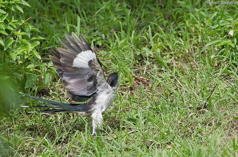 Levaillant's Cuckoo