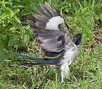 Levaillant's Cuckoo