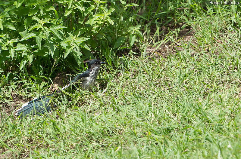 Levaillant's Cuckoo