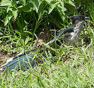 Levaillant's Cuckoo